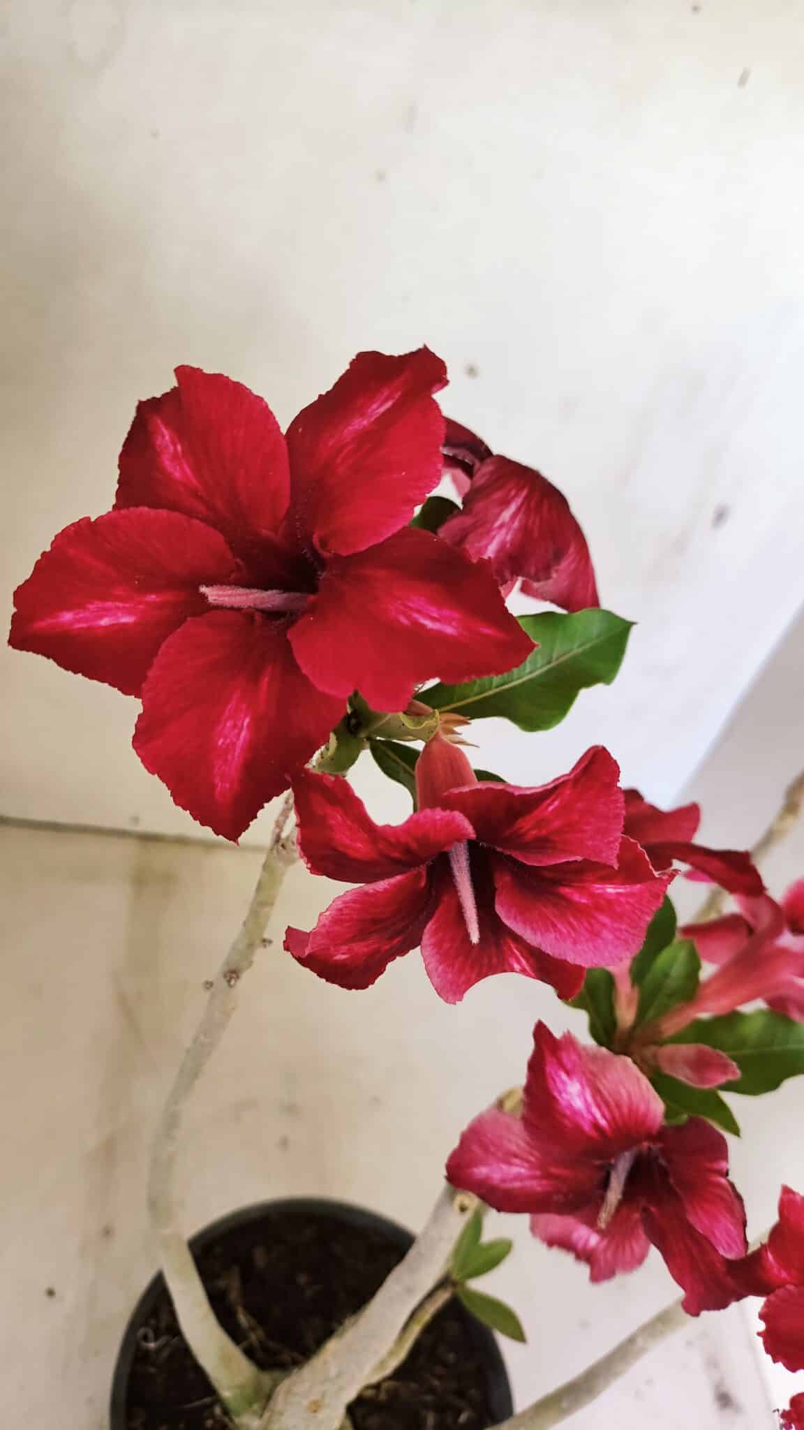 SIMPLES 3300 (7) Planta Simples 3300 – 35cm – 03 anos - Imagem 3