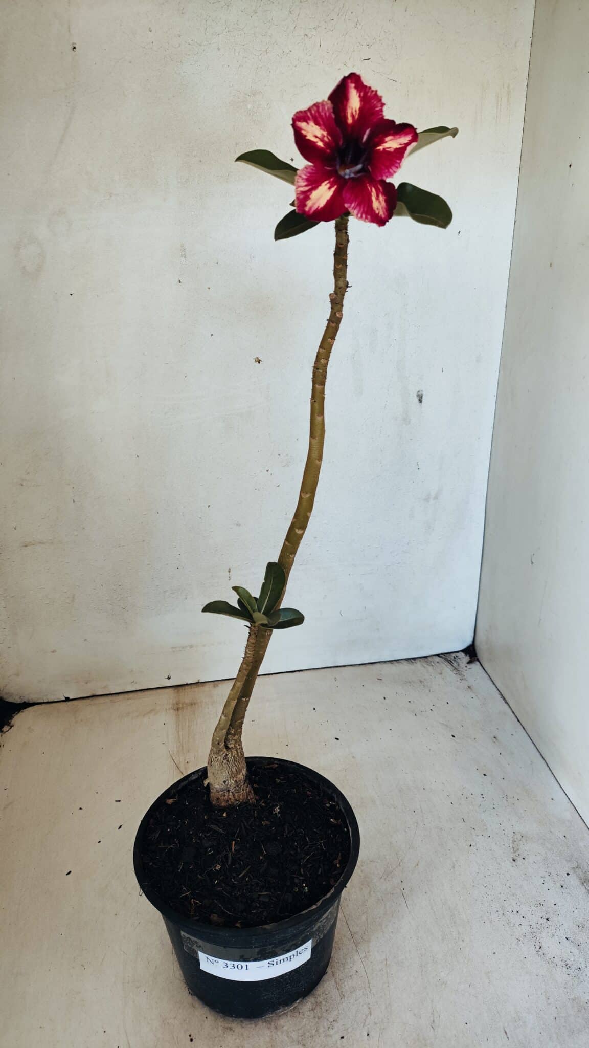 SIMPLES 3301 (1) Planta Simples 3301 – 35cm – 03 anos - Imagem 2