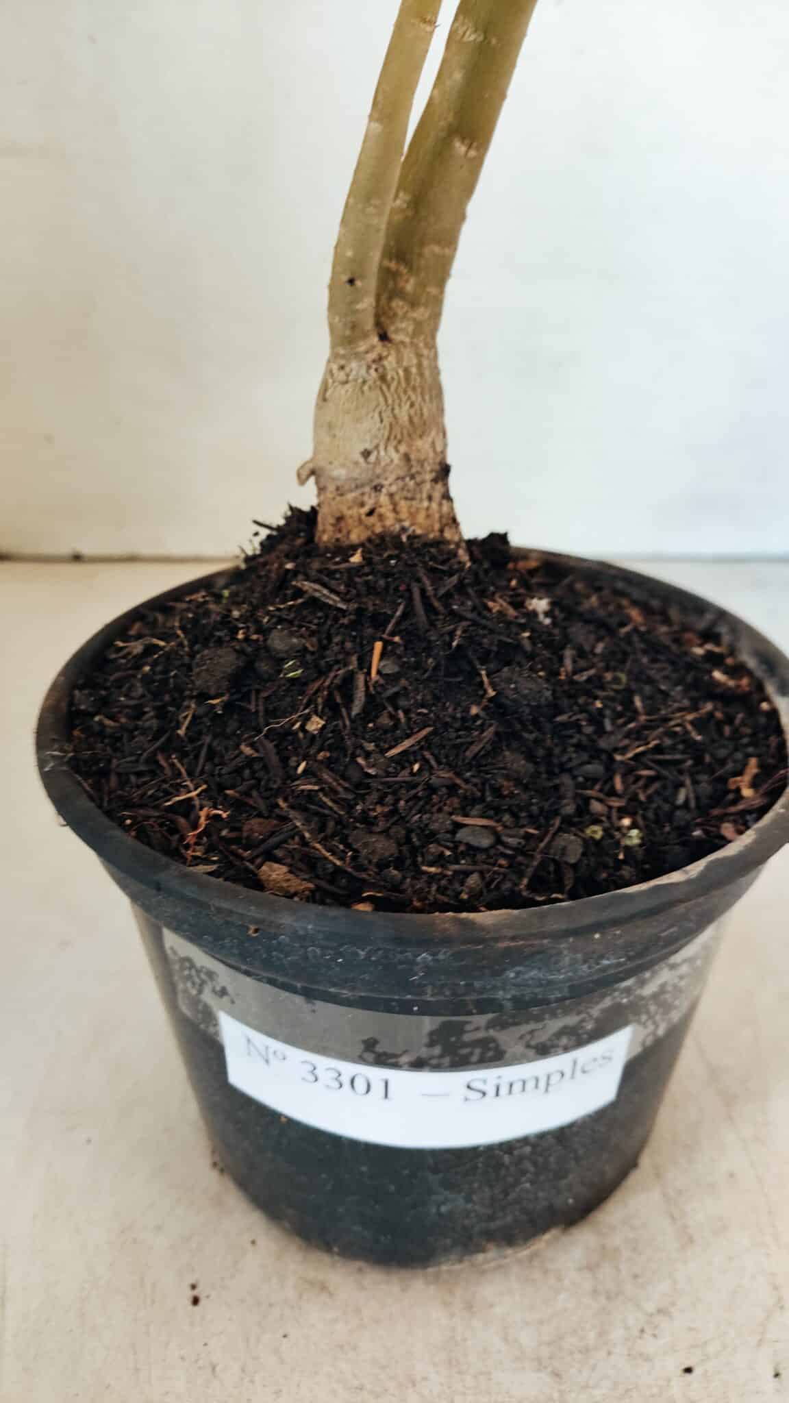 SIMPLES 3301 (2) Planta Simples 3301 – 35cm – 03 anos - Imagem 5