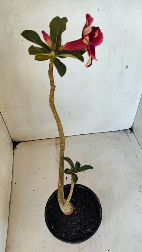 Planta Simples 3301 – 35cm – 03 anos - Imagem 4