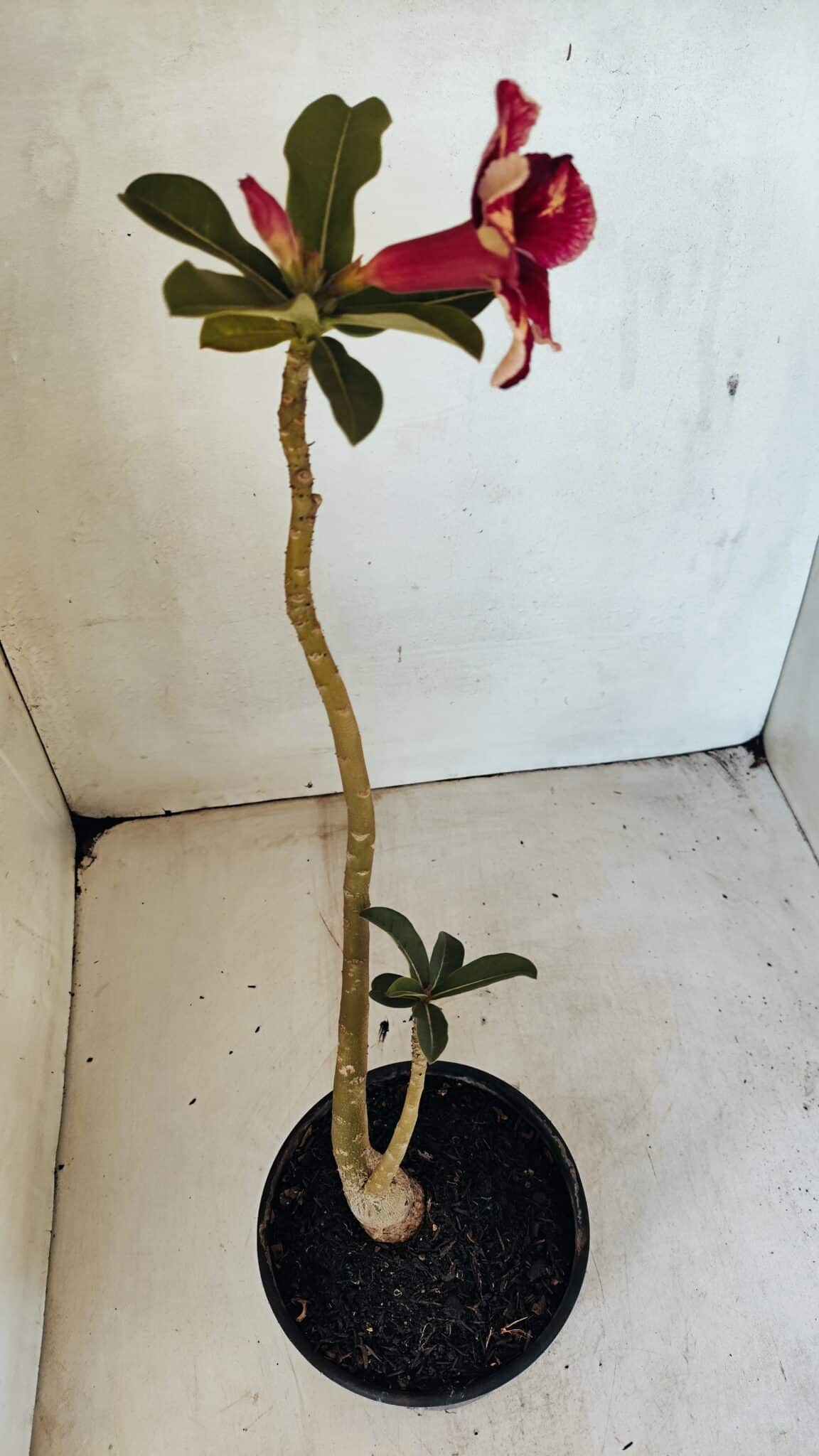 SIMPLES 3301 (3) Planta Simples 3301 – 35cm – 03 anos - Imagem 4