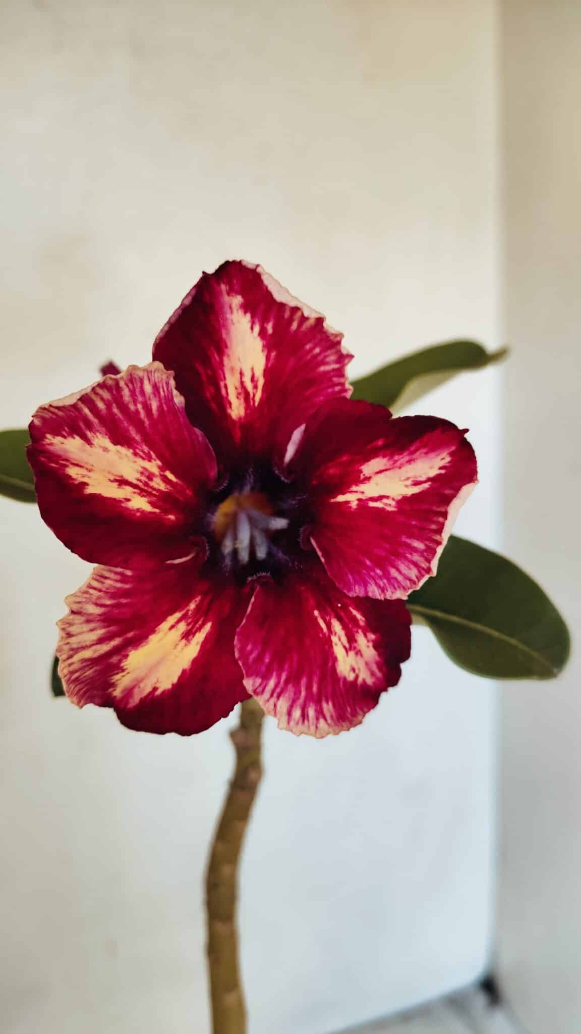 SIMPLES 3301 (4) Planta Simples 3301 – 35cm – 03 anos - Imagem 1
