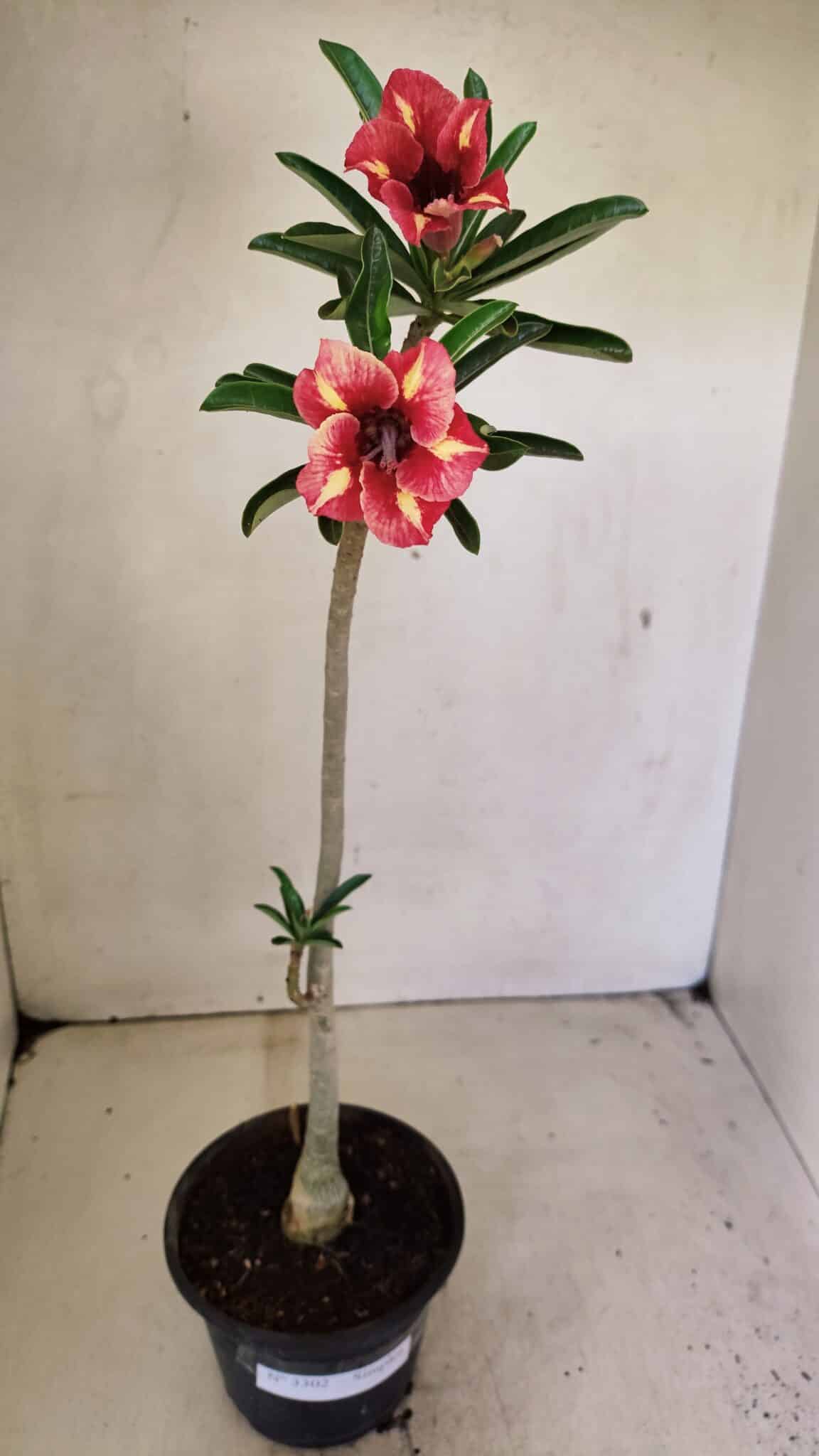 SIMPLES 3302 (1) Planta Simples 3302 – 30cm – 02 anos - Imagem 2
