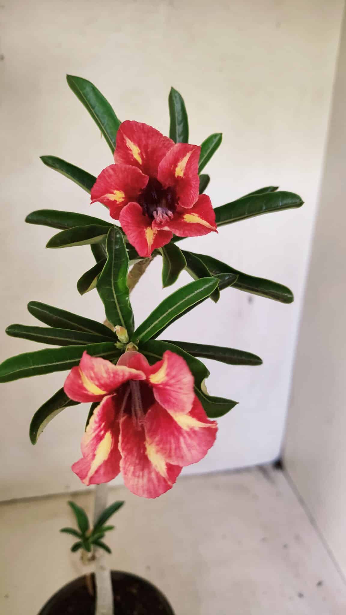 SIMPLES 3302 (2) Planta Simples 3302 – 30cm – 02 anos - Imagem 1