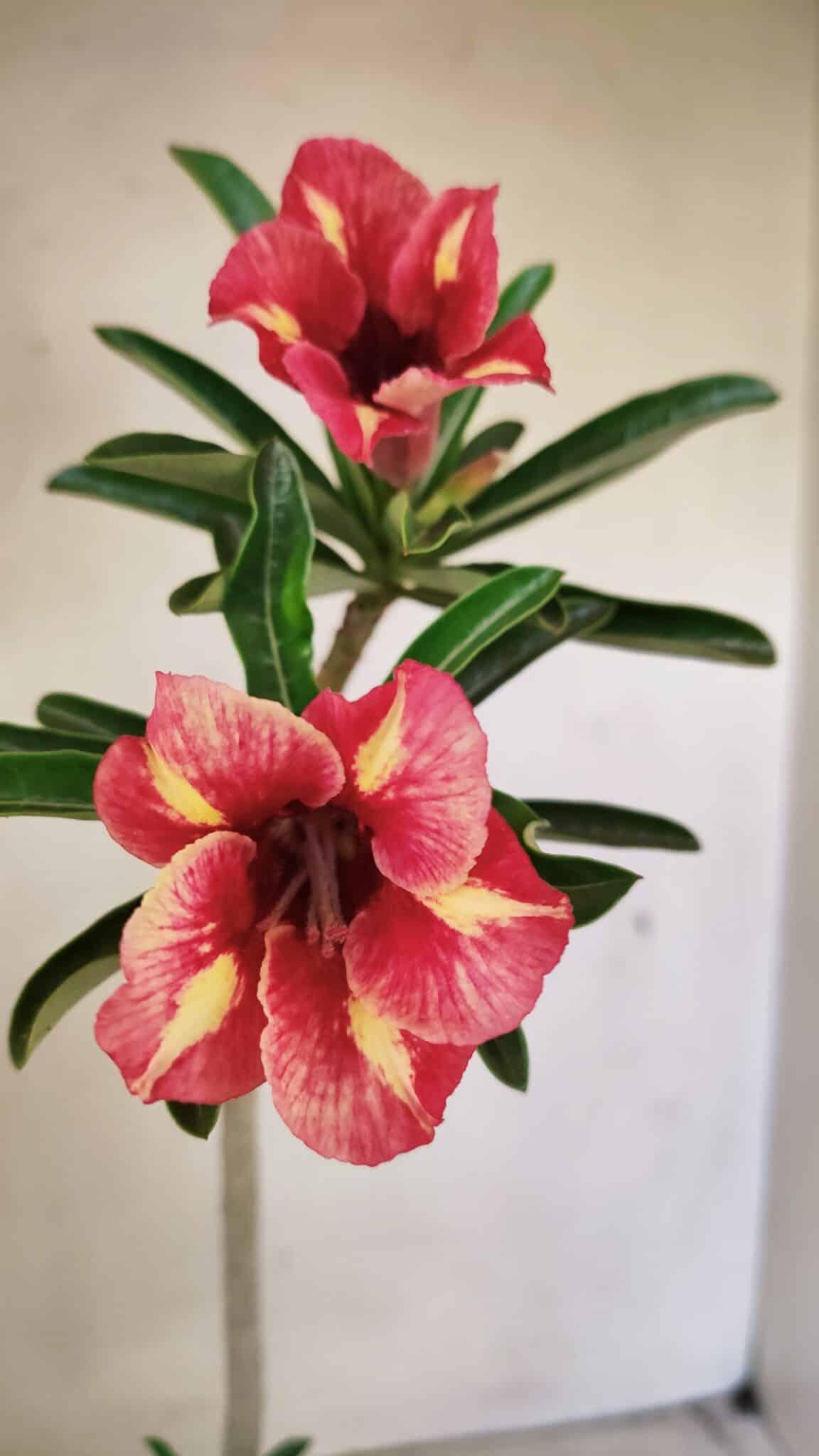 SIMPLES 3302 (3) Planta Simples 3302 – 30cm – 02 anos - Imagem 3