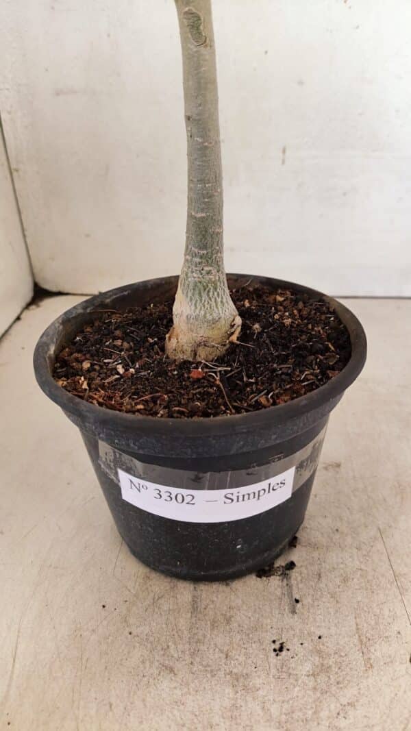 Planta Simples 3302 – 30cm – 02 anos - Imagem 8