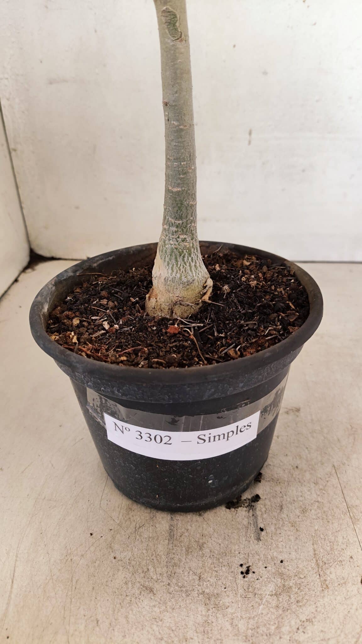 SIMPLES 3302 (4) Planta Simples 3302 – 30cm – 02 anos - Imagem 8