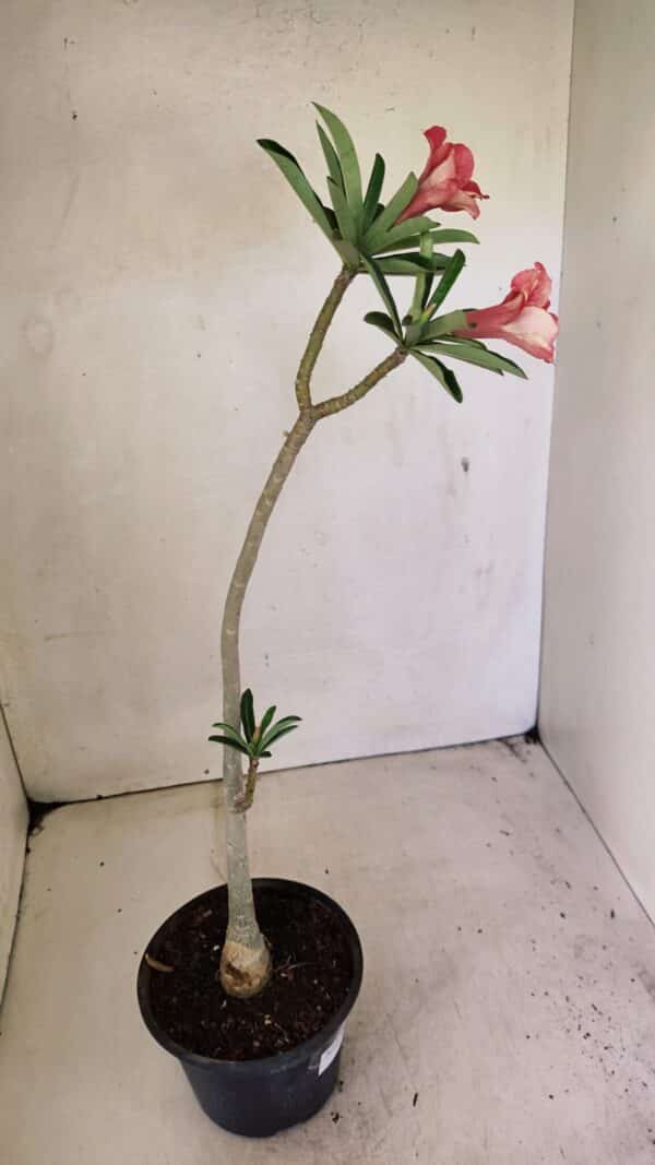 Planta Simples 3302 – 30cm – 02 anos - Imagem 7