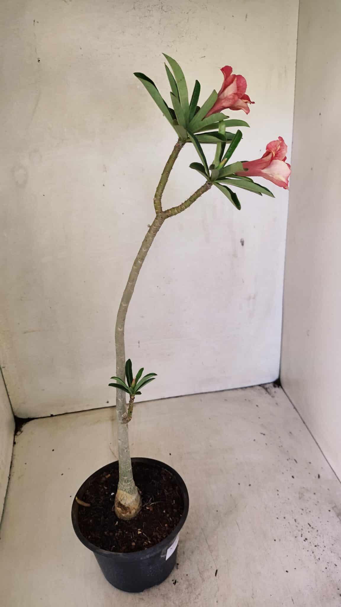 SIMPLES 3302 (5) Planta Simples 3302 – 30cm – 02 anos - Imagem 7