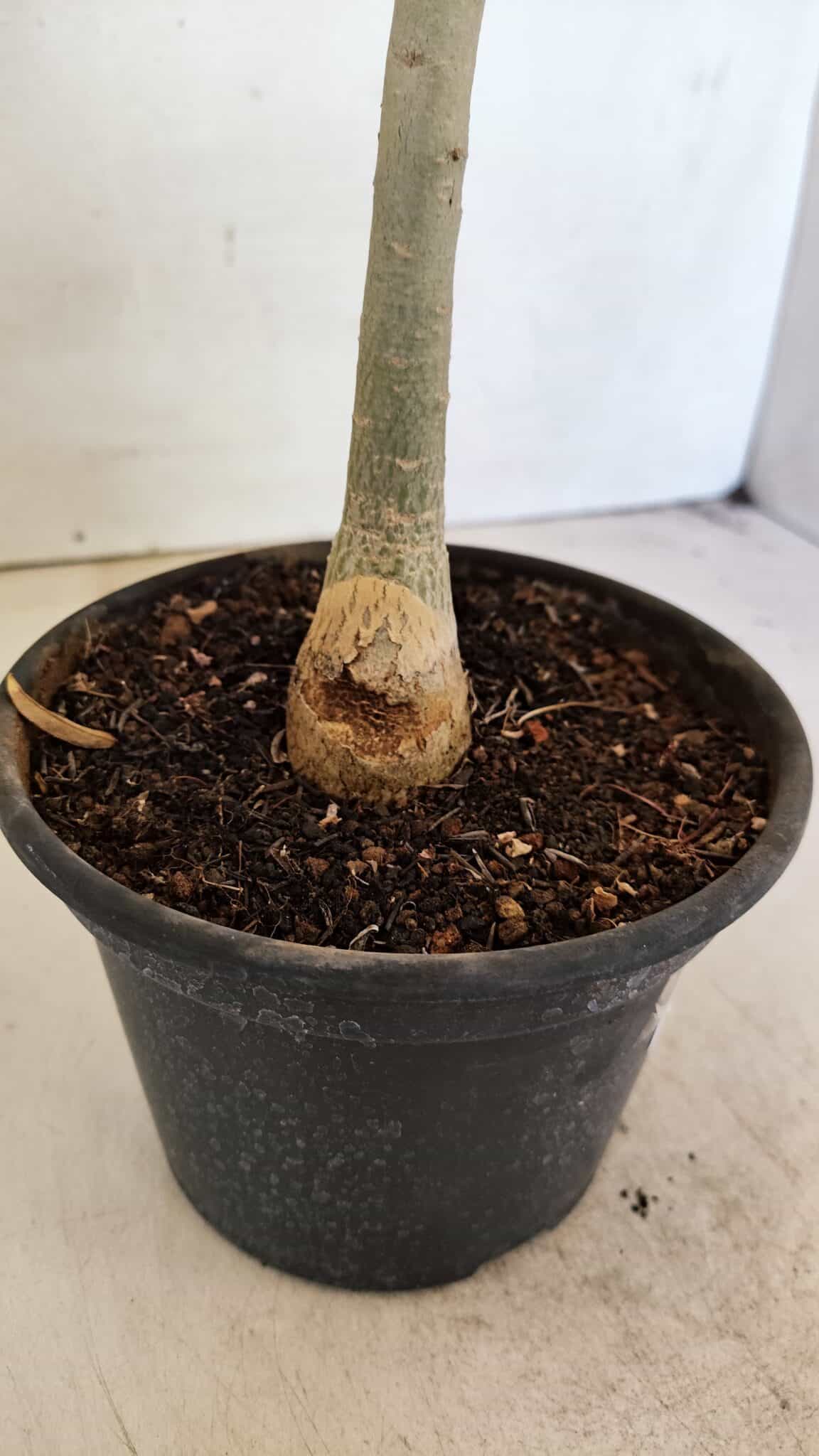 SIMPLES 3302 (6) Planta Simples 3302 – 30cm – 02 anos - Imagem 6