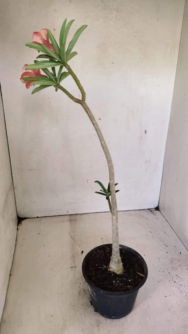 Planta Simples 3302 – 30cm – 02 anos - Imagem 5
