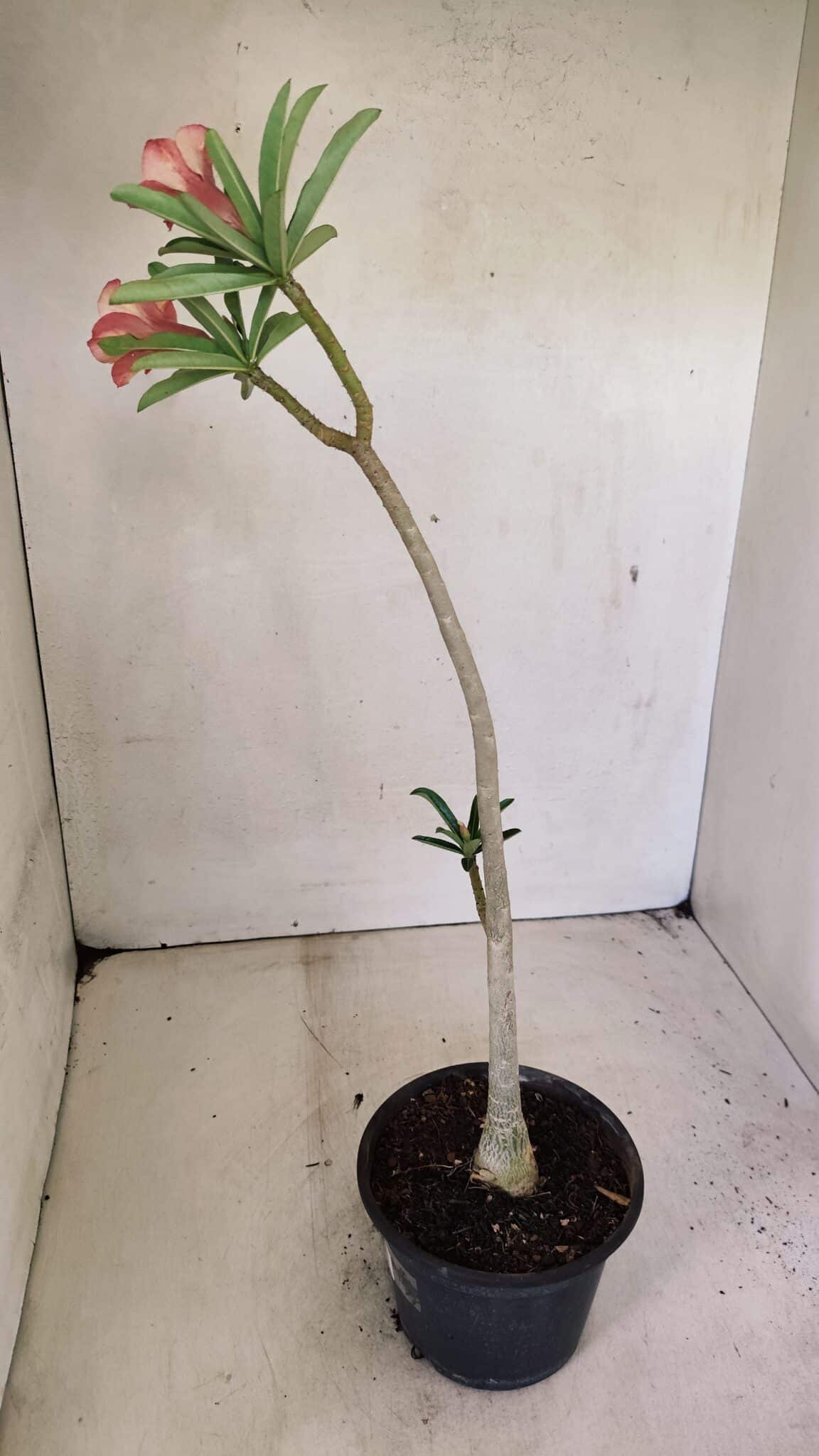 SIMPLES 3302 (7) Planta Simples 3302 – 30cm – 02 anos - Imagem 5