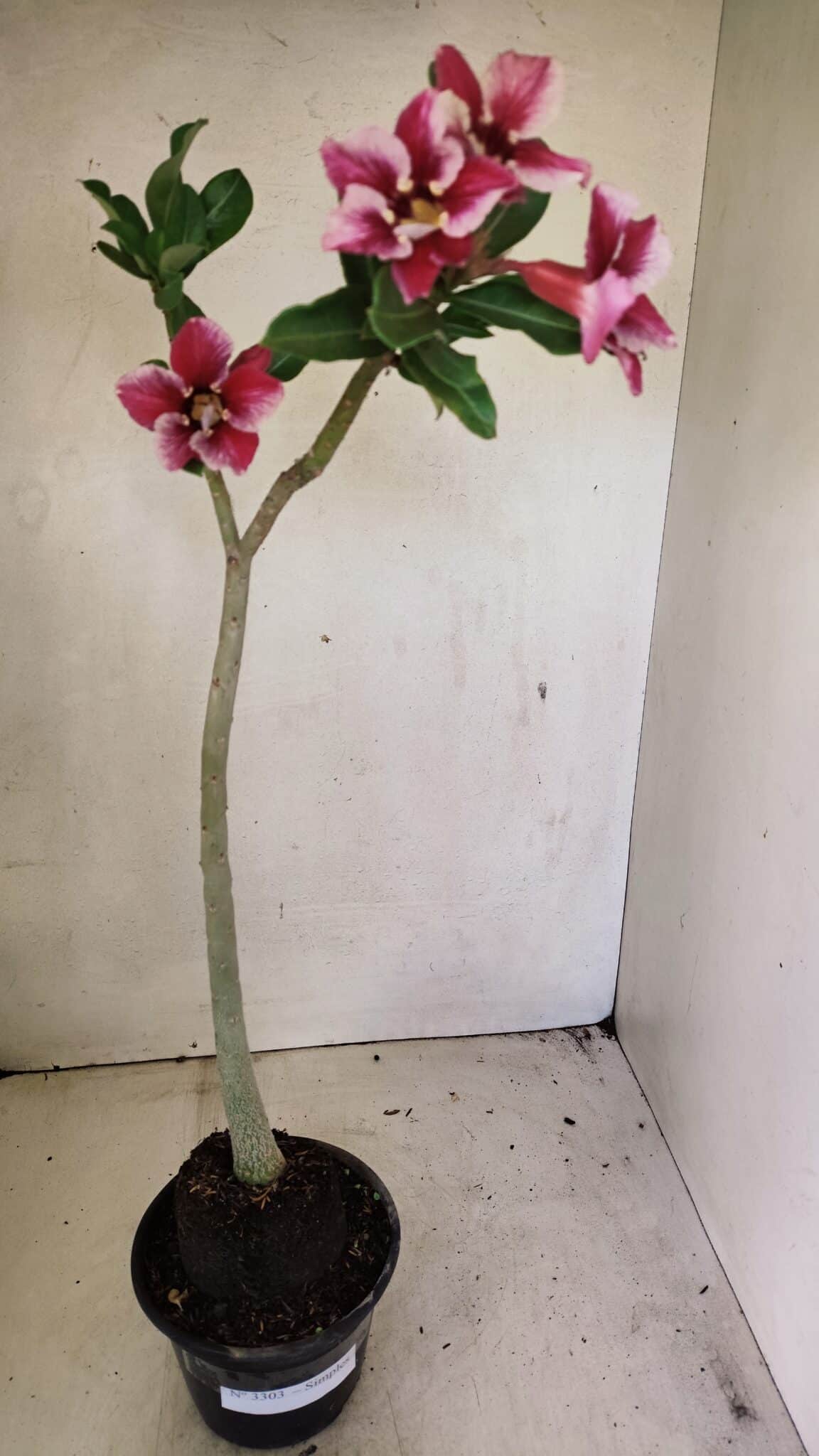 SIMPLES 3303 (1) Planta Simples 3303 – 35cm – 03 anos - Imagem 2