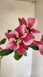 Planta Simples 3303 – 35cm – 03 anos