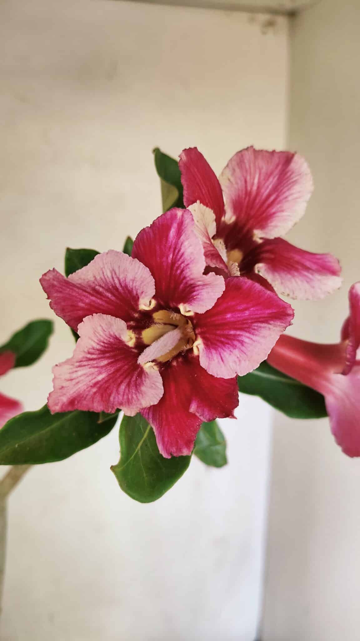 SIMPLES 3303 (2) Planta Simples 3303 – 35cm – 03 anos - Imagem 1