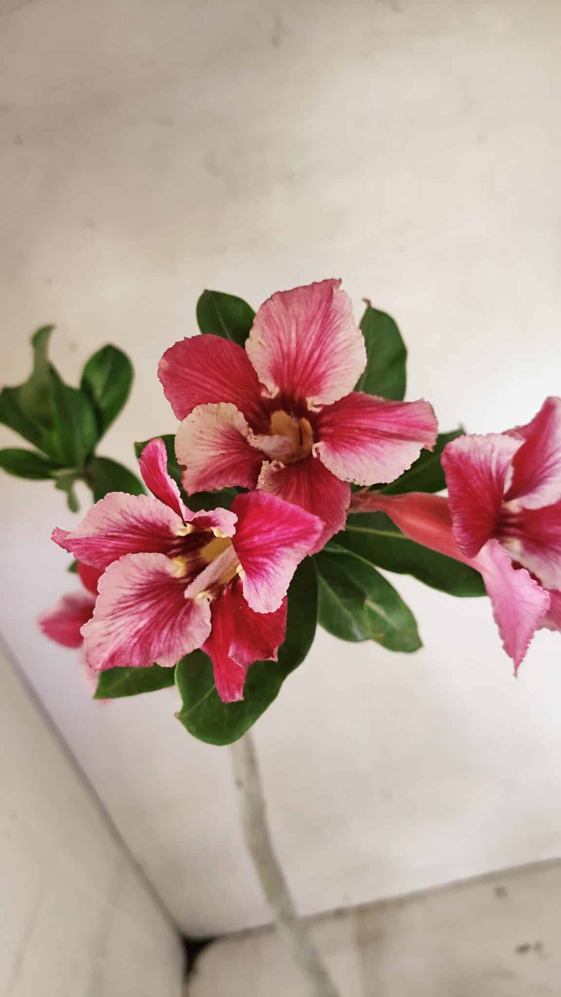 SIMPLES 3303 (3) Planta Simples 3303 – 35cm – 03 anos - Imagem 6