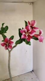 Planta Simples 3303 – 35cm – 03 anos - Imagem 5