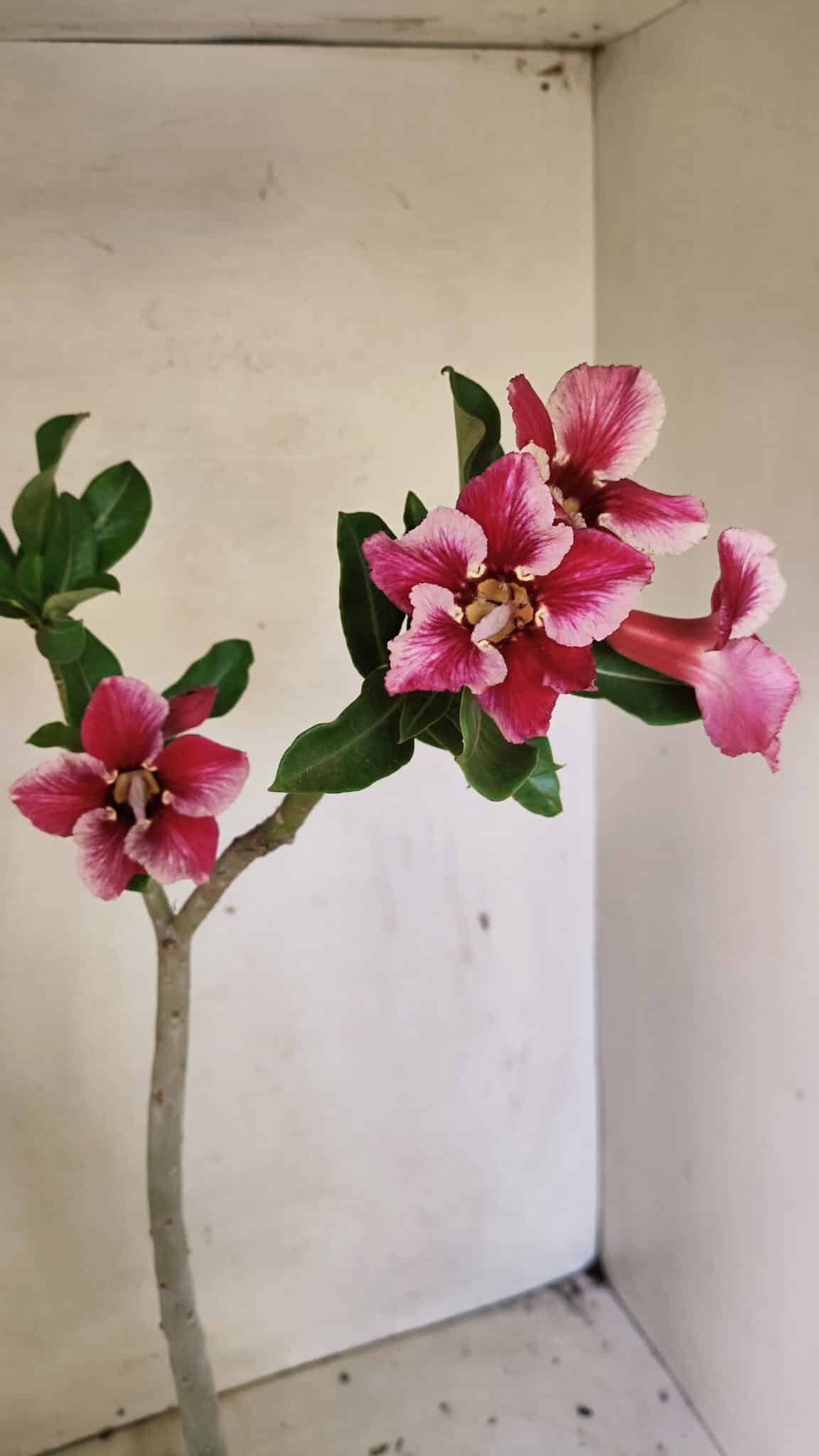 SIMPLES 3303 (4) Planta Simples 3303 – 35cm – 03 anos - Imagem 5