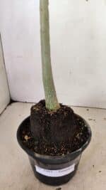 Planta Simples 3303 – 35cm – 03 anos - Imagem 9