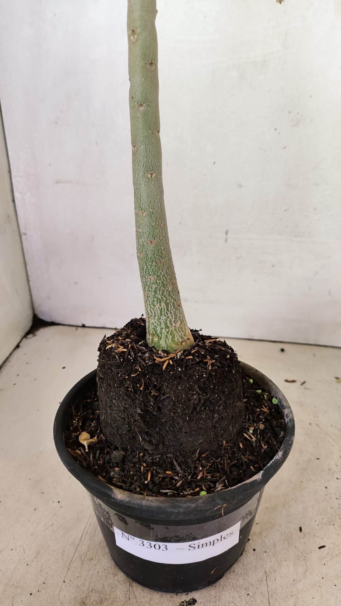 SIMPLES 3303 (5) Planta Simples 3303 – 35cm – 03 anos - Imagem 9