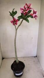 Planta Simples 3303 – 35cm – 03 anos - Imagem 8