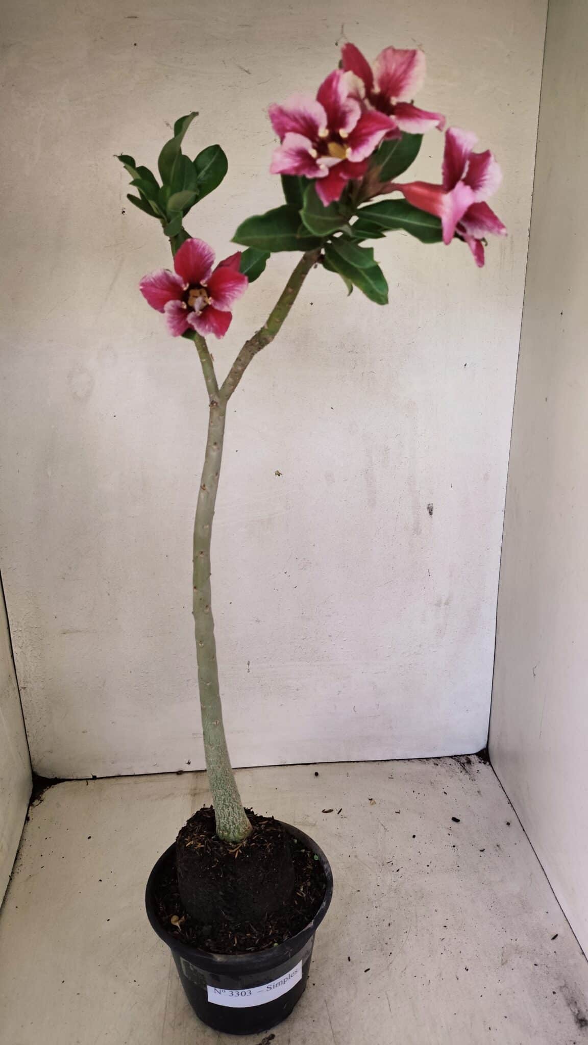 SIMPLES 3303 (6) Planta Simples 3303 – 35cm – 03 anos - Imagem 8