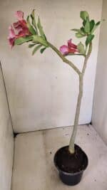Planta Simples 3303 – 35cm – 03 anos - Imagem 7