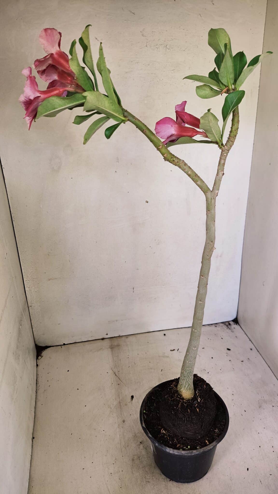 SIMPLES 3303 (7) Planta Simples 3303 – 35cm – 03 anos - Imagem 7