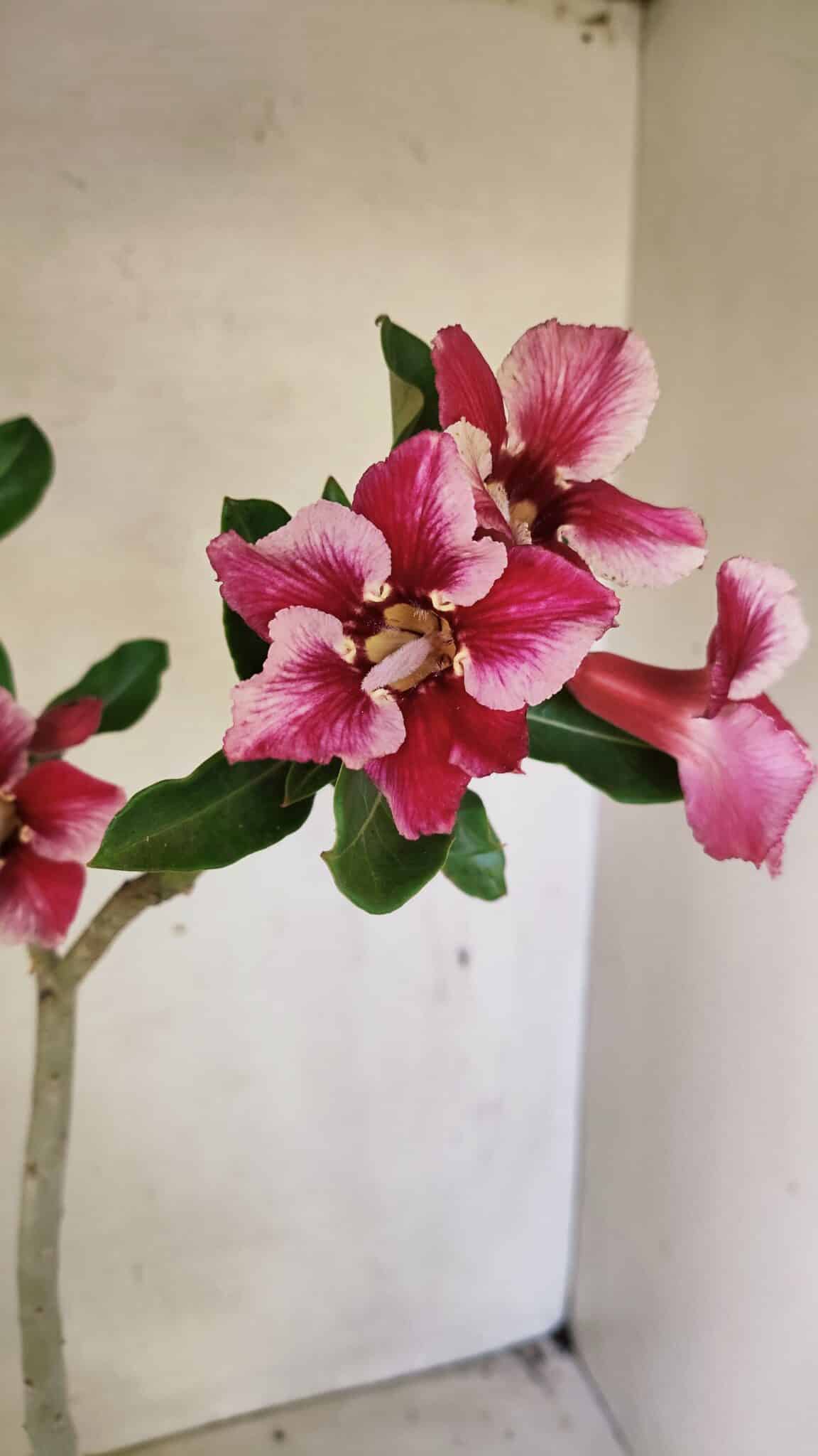 SIMPLES 3303 (8) Planta Simples 3303 – 35cm – 03 anos - Imagem 4