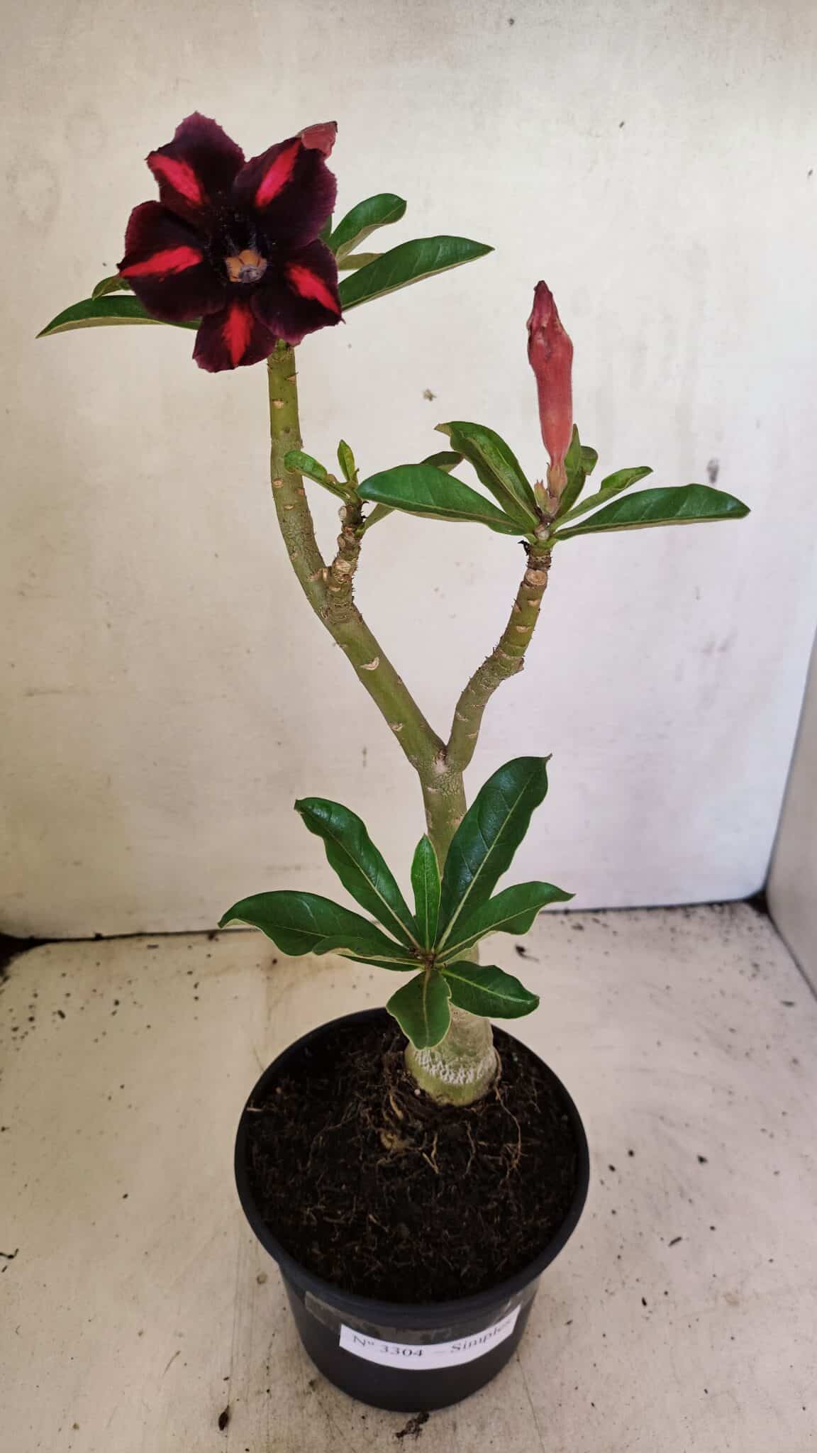 SIMPLES 3304 (1) Planta Simples 3304 – 35cm – 03 anos - Imagem 2