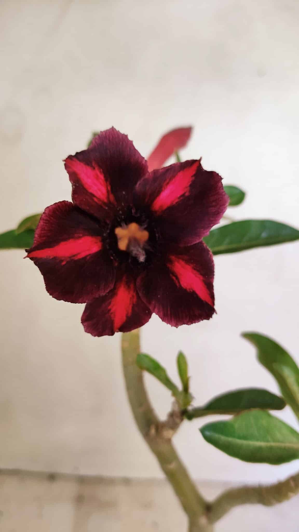 SIMPLES 3304 (2) Planta Simples 3304 – 35cm – 03 anos - Imagem 1