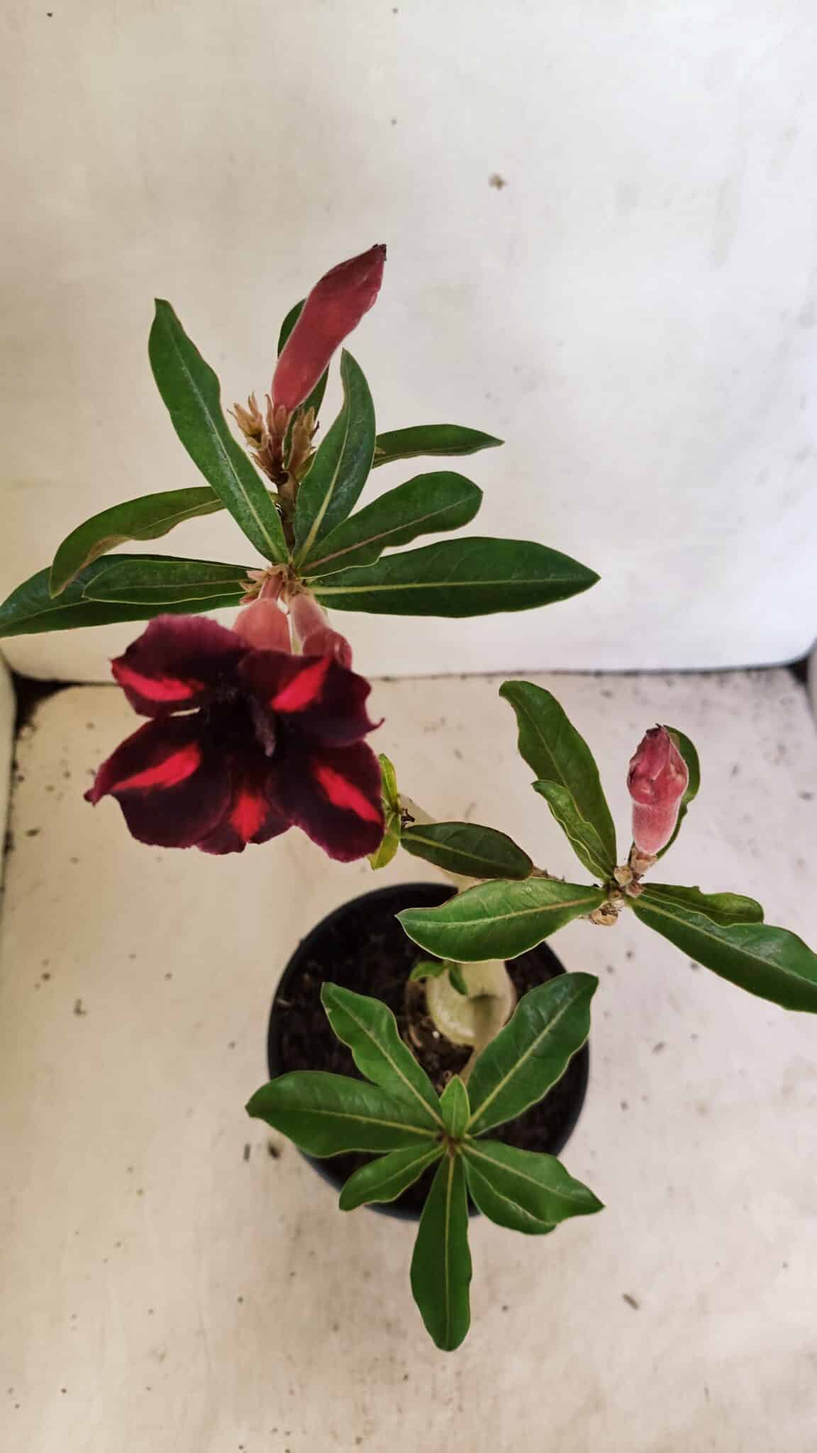 SIMPLES 3304 (3) Planta Simples 3304 – 35cm – 03 anos - Imagem 4