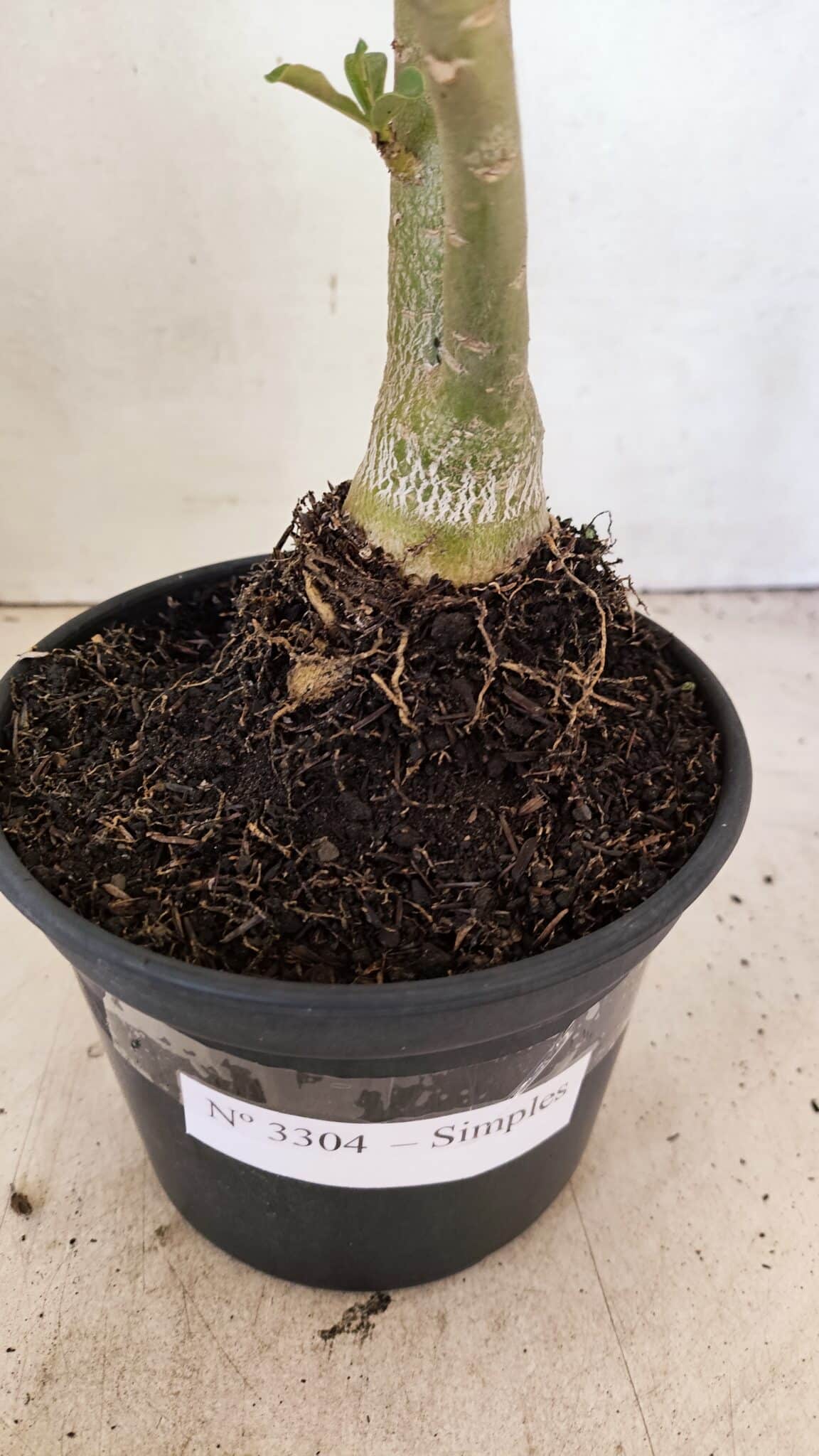 SIMPLES 3304 (4) Planta Simples 3304 – 35cm – 03 anos - Imagem 7