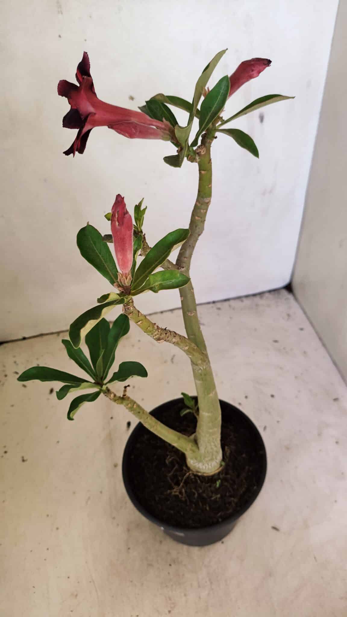 SIMPLES 3304 (5) Planta Simples 3304 – 35cm – 03 anos - Imagem 6