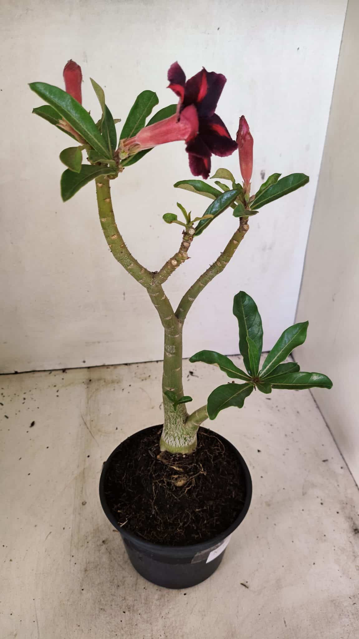 SIMPLES 3304 (6) Planta Simples 3304 – 35cm – 03 anos - Imagem 5