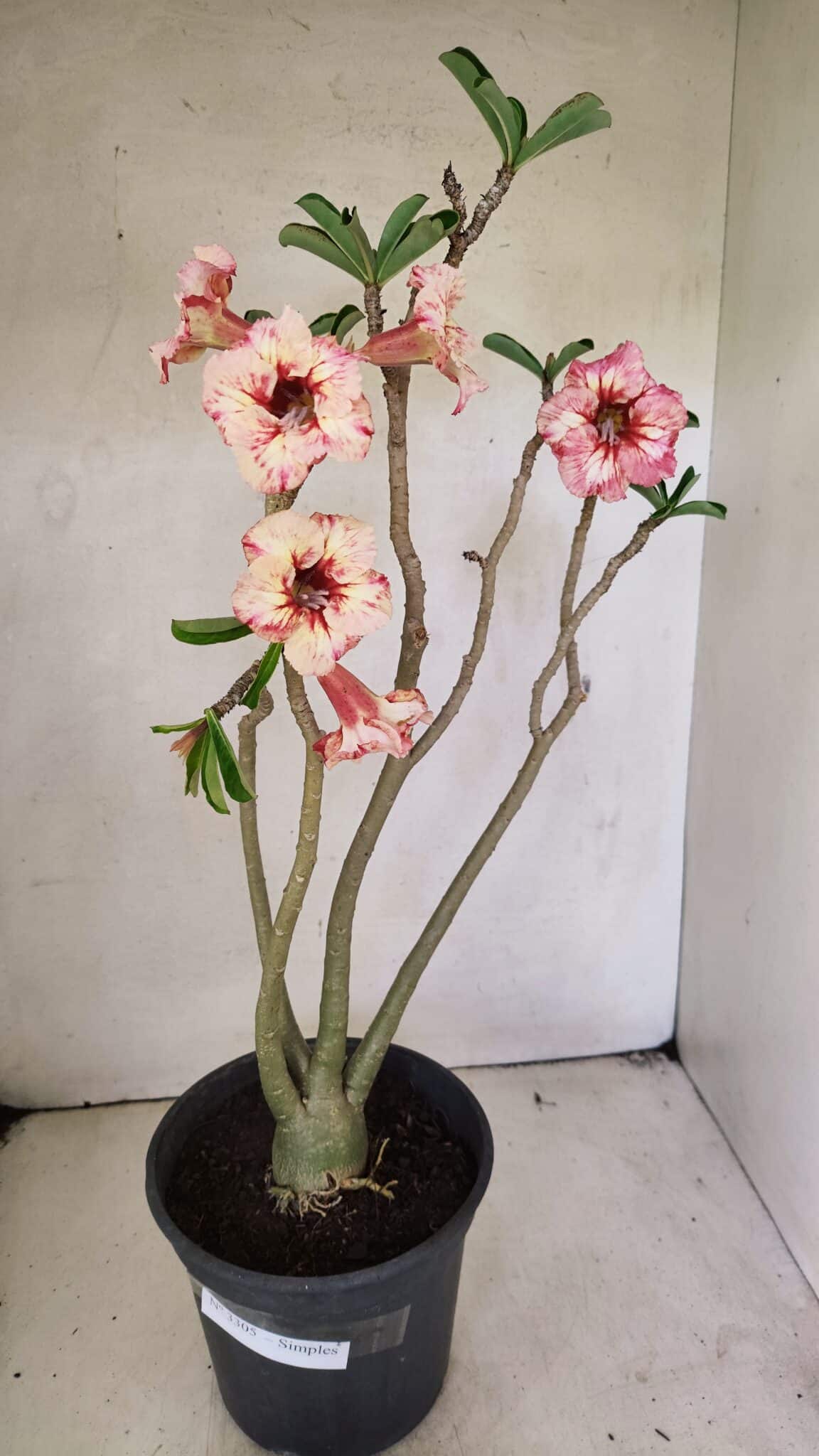 SIMPLES 3305 (1) Planta Simples 3305 – 50cm – 03 anos - Imagem 2
