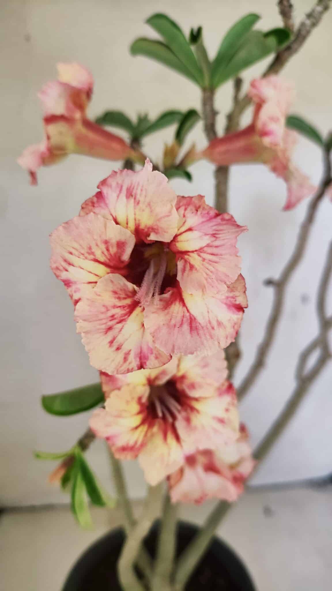 SIMPLES 3305 (2) Planta Simples 3305 – 50cm – 03 anos - Imagem 10