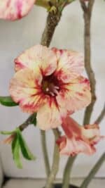 Planta Simples 3305 – 50cm – 03 anos - Imagem 5
