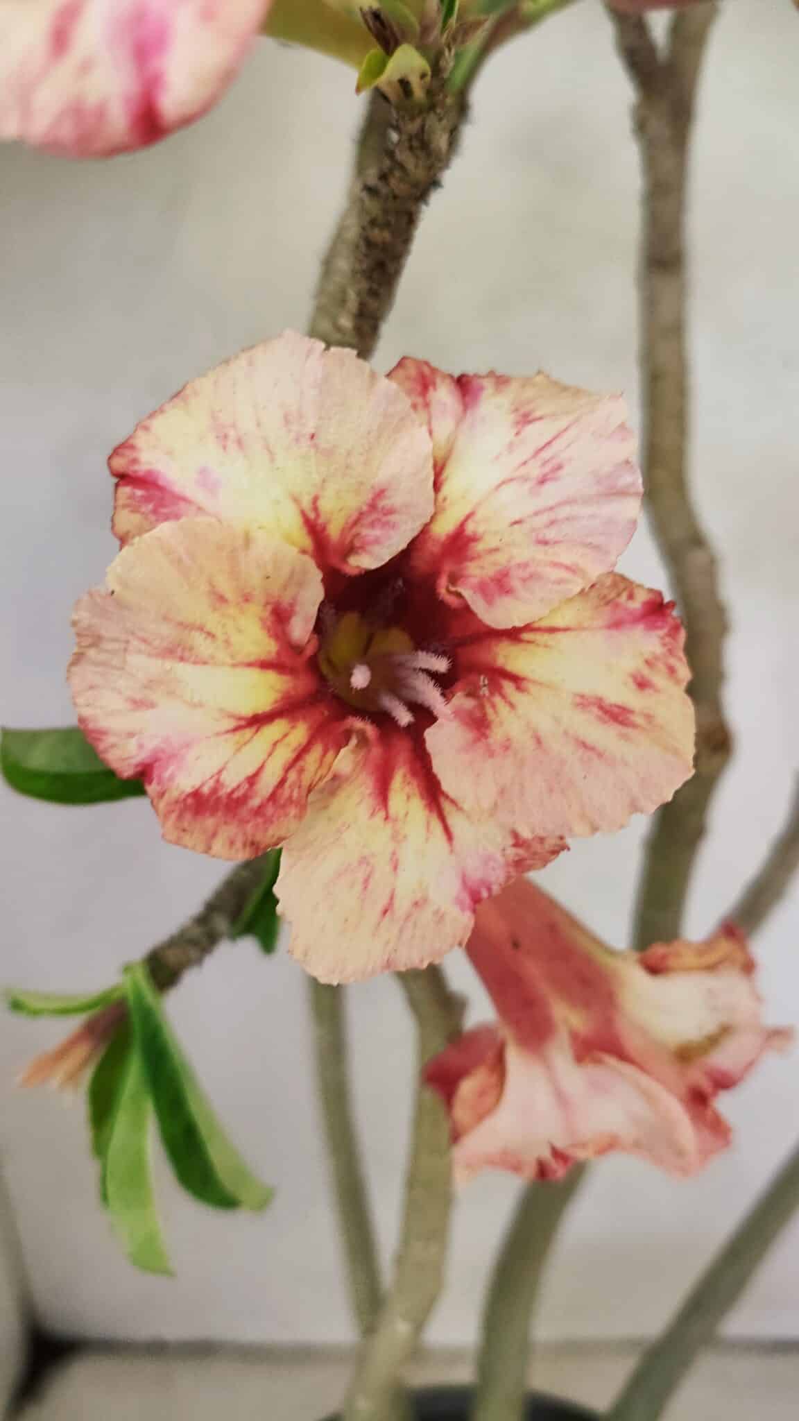 SIMPLES 3305 (3) Planta Simples 3305 – 50cm – 03 anos - Imagem 5