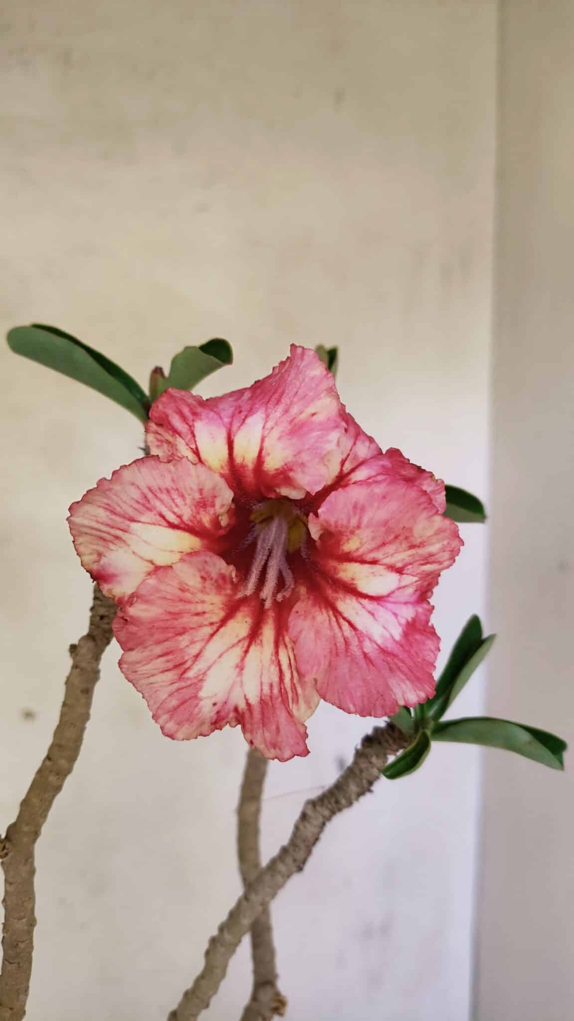 SIMPLES 3305 (4) Planta Simples 3305 – 50cm – 03 anos - Imagem 4