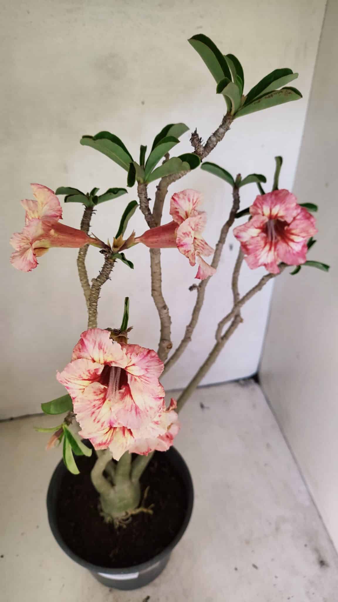 SIMPLES 3305 (5) Planta Simples 3305 – 50cm – 03 anos - Imagem 9