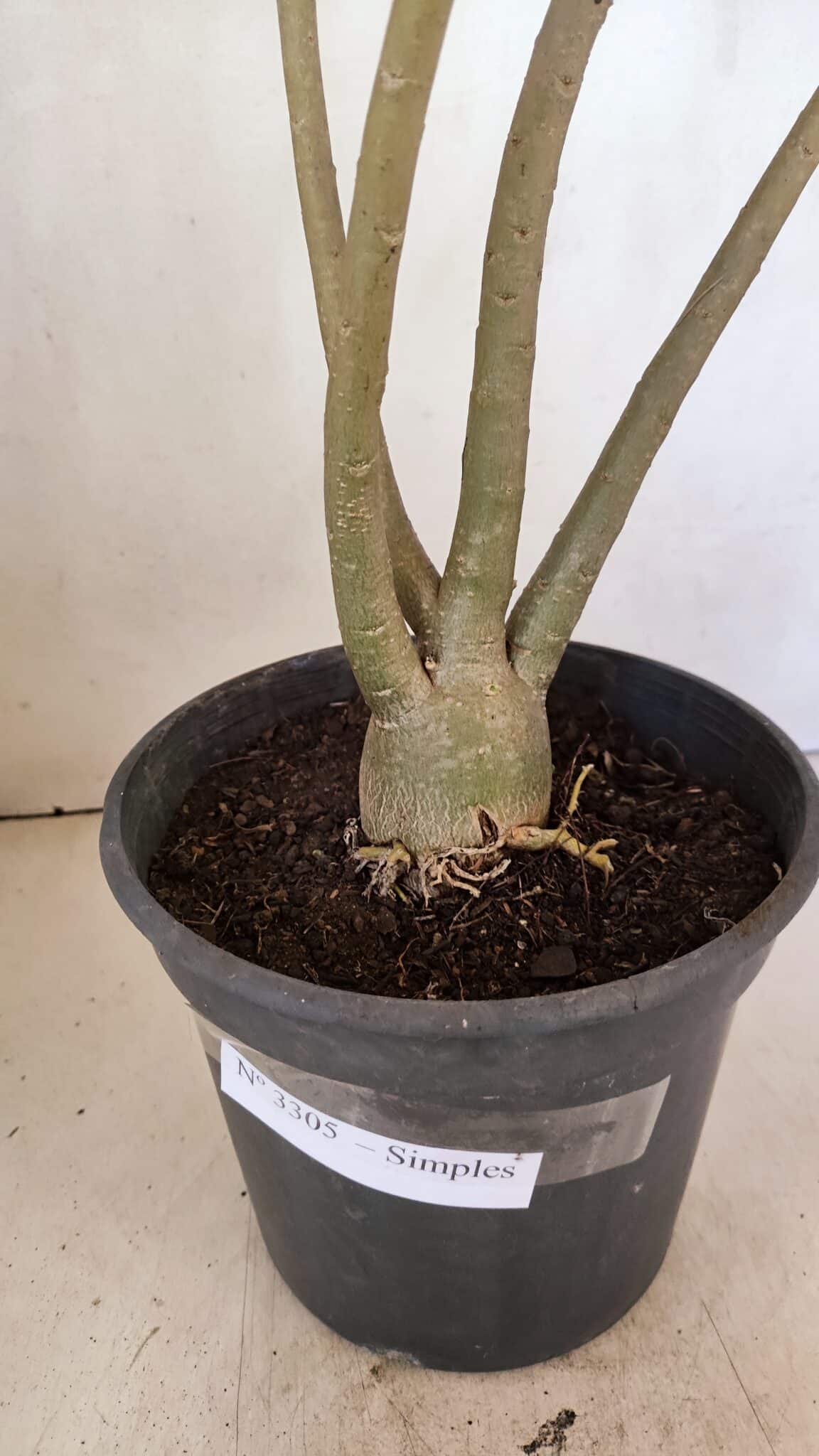 SIMPLES 3305 (6) Planta Simples 3305 – 50cm – 03 anos - Imagem 8