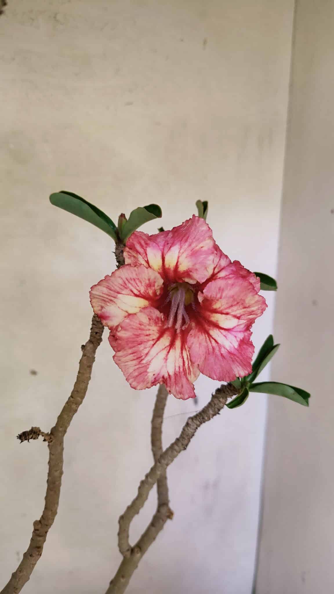 SIMPLES 3305 (7) Planta Simples 3305 – 50cm – 03 anos - Imagem 7