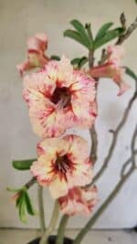 Planta Simples 3305 – 50cm – 03 anos