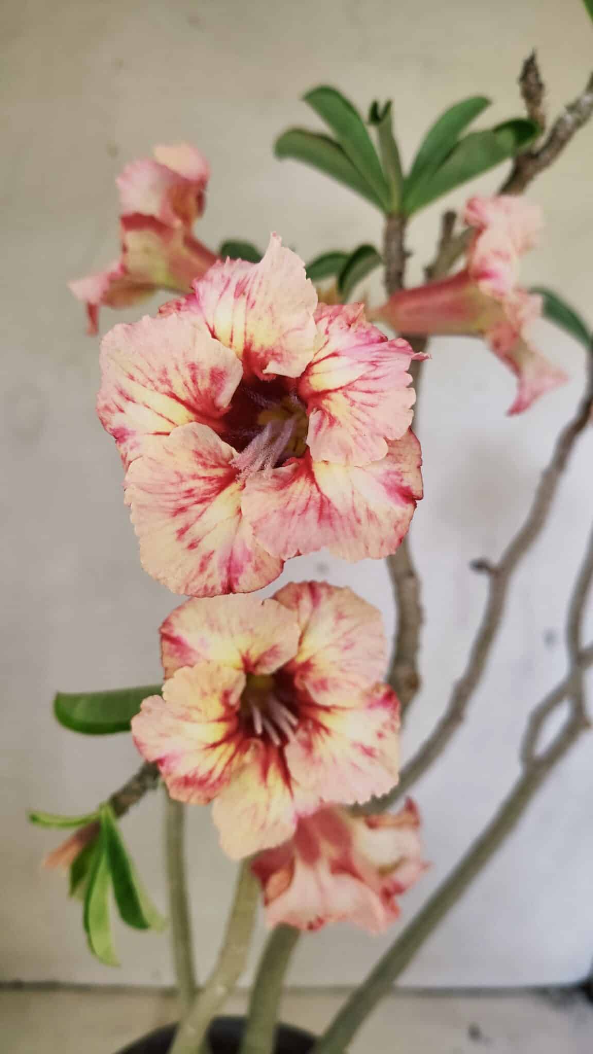 SIMPLES 3305 (8) Planta Simples 3305 – 50cm – 03 anos - Imagem 1