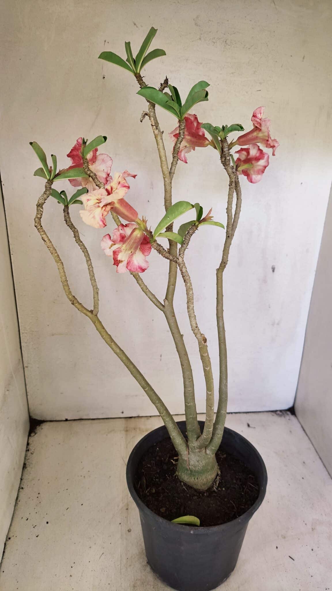 SIMPLES 3305 (9) Planta Simples 3305 – 50cm – 03 anos - Imagem 6