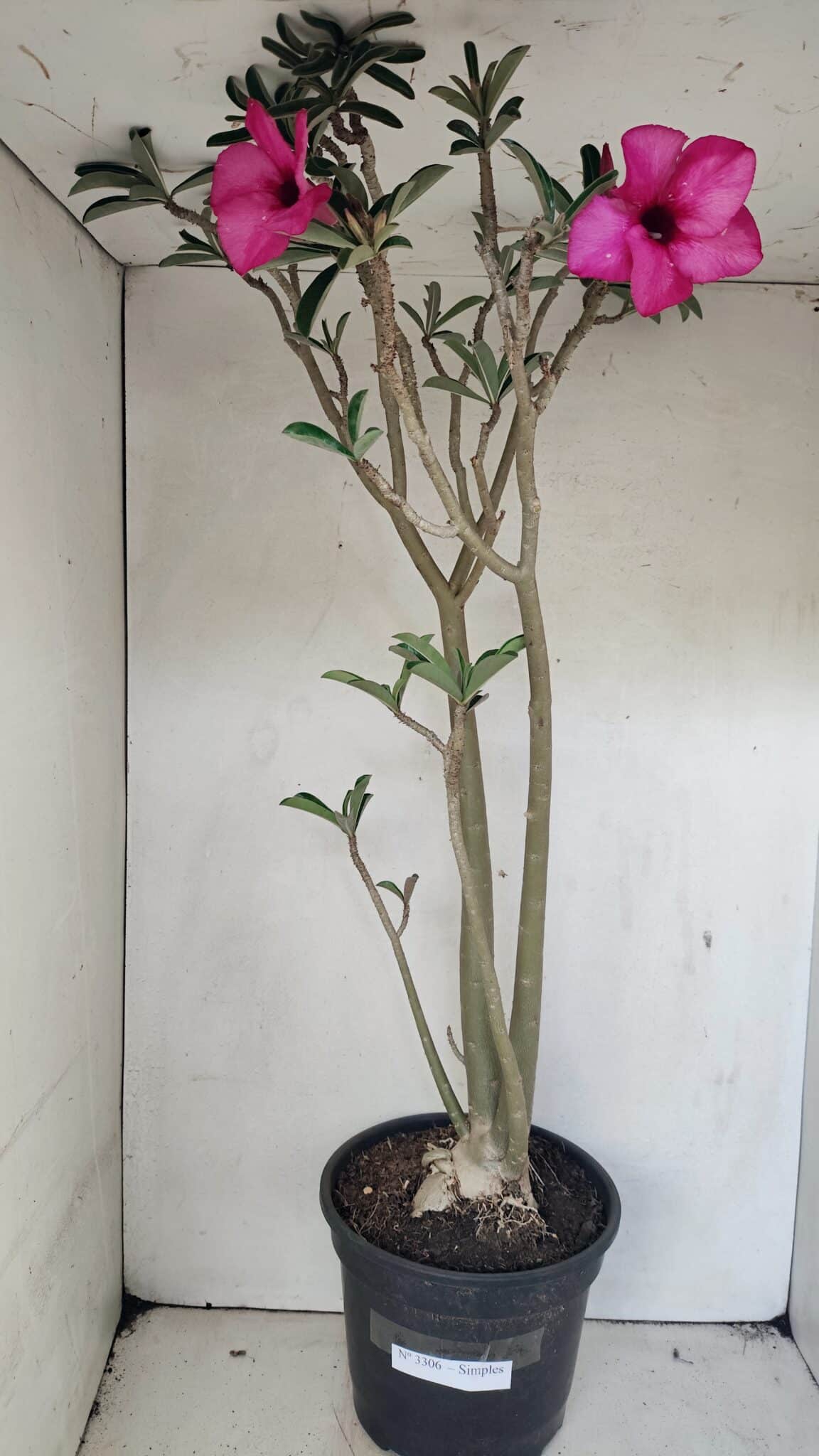 SIMPLES 3306 (1) Planta Simples 3306 – 60cm – 04 anos - Imagem 1