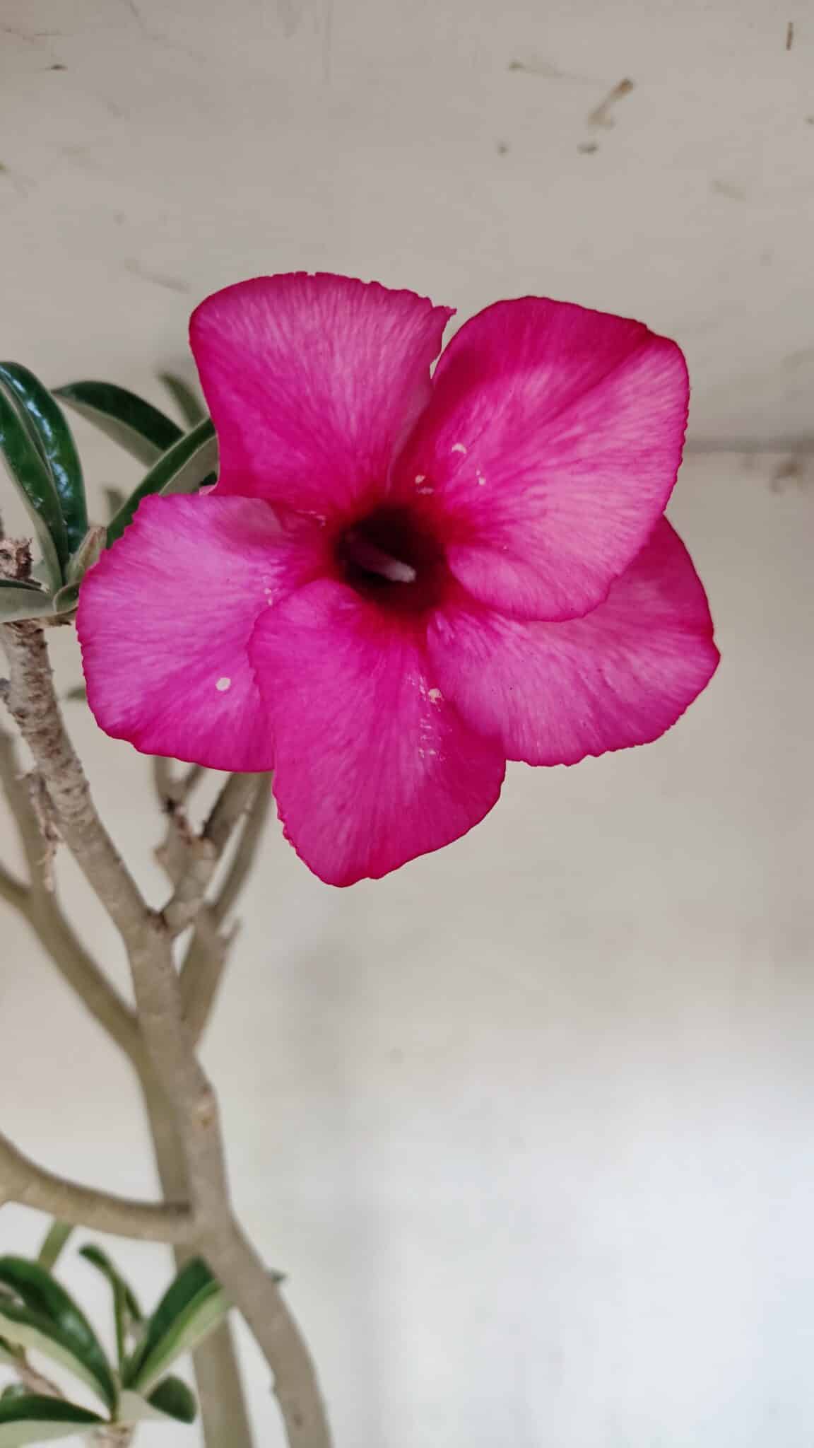 SIMPLES 3306 (2) Planta Simples 3306 – 60cm – 04 anos - Imagem 3