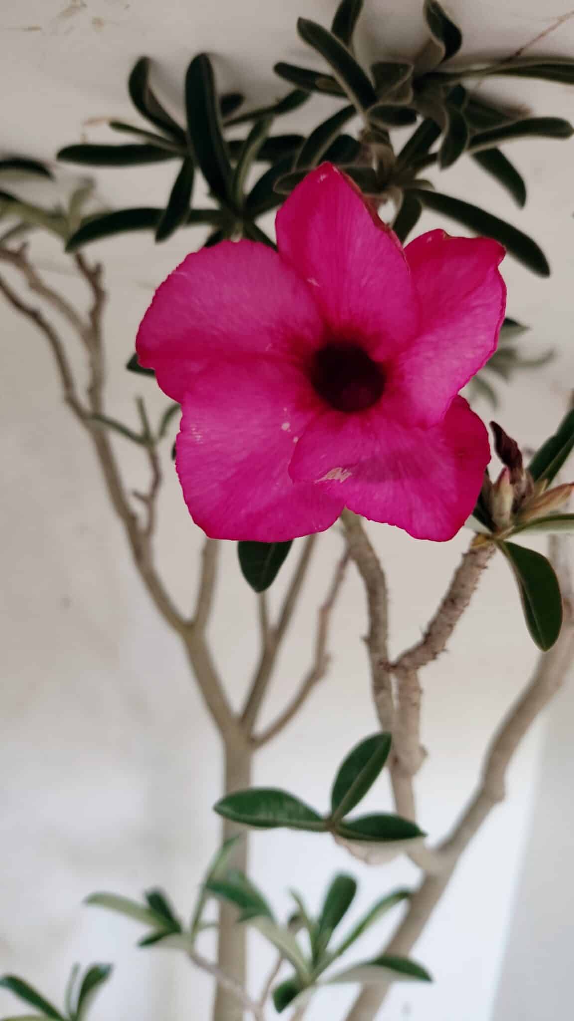 SIMPLES 3306 (3) Planta Simples 3306 – 60cm – 04 anos - Imagem 4