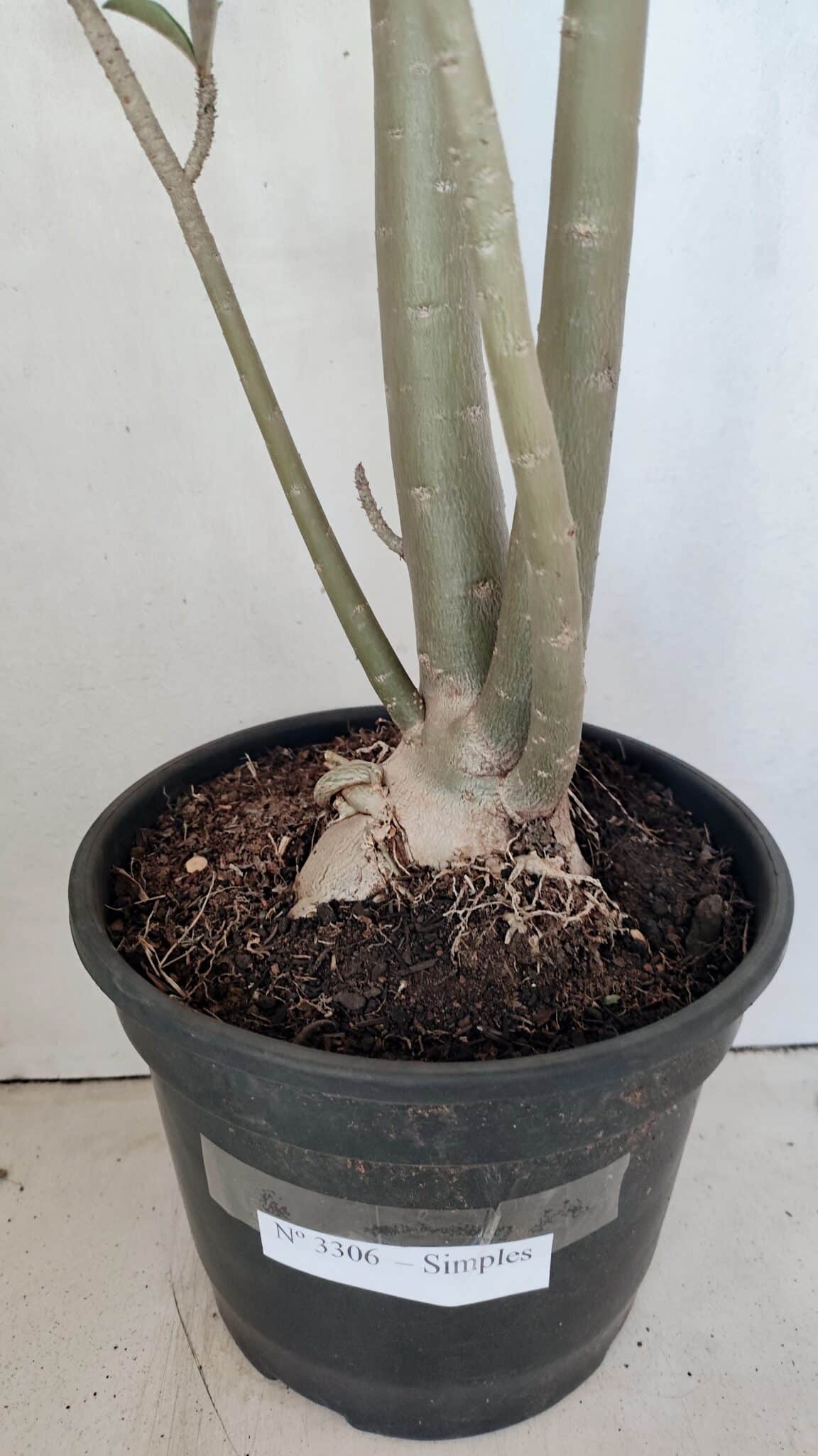 SIMPLES 3306 (4) Planta Simples 3306 – 60cm – 04 anos - Imagem 7